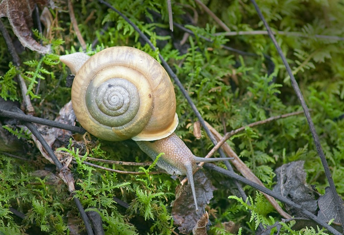 Snail, Smoky Mountains - ID: 12916767 © Donald R. Curry