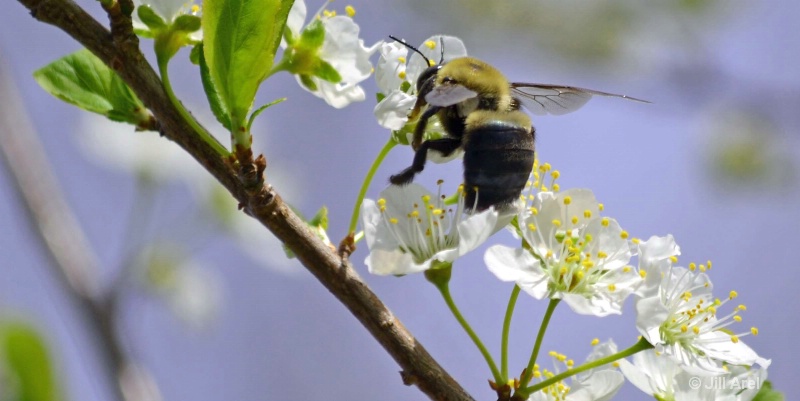 Springtime Pollinating