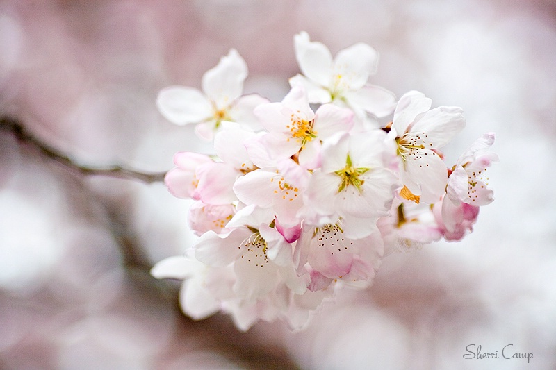 Spring Blossoms