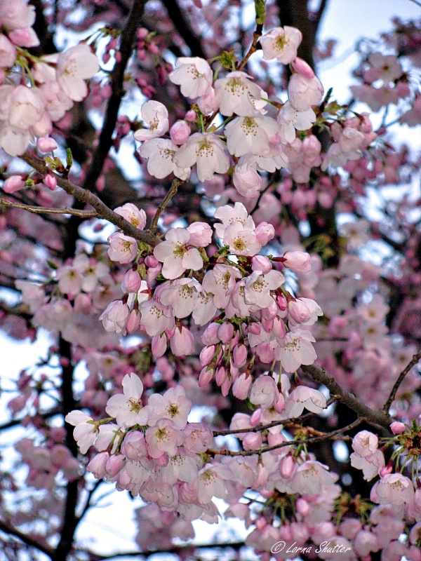 Cherry Blossom Flurry