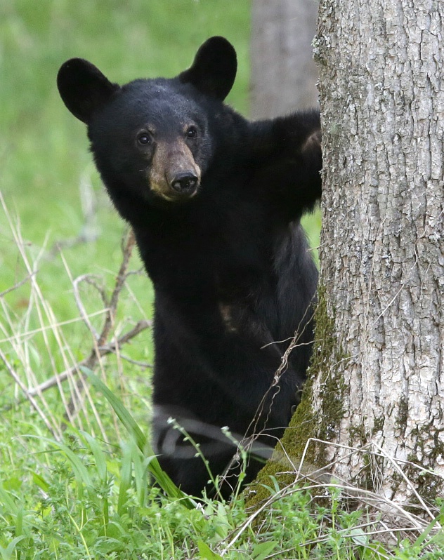 Baby Black Bear