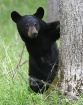 Baby Black Bear