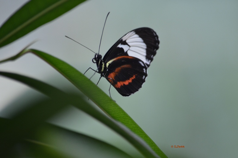 - ID: 12917496 © Lynne Jett