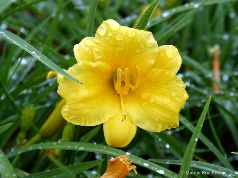 Daylily After the Rain