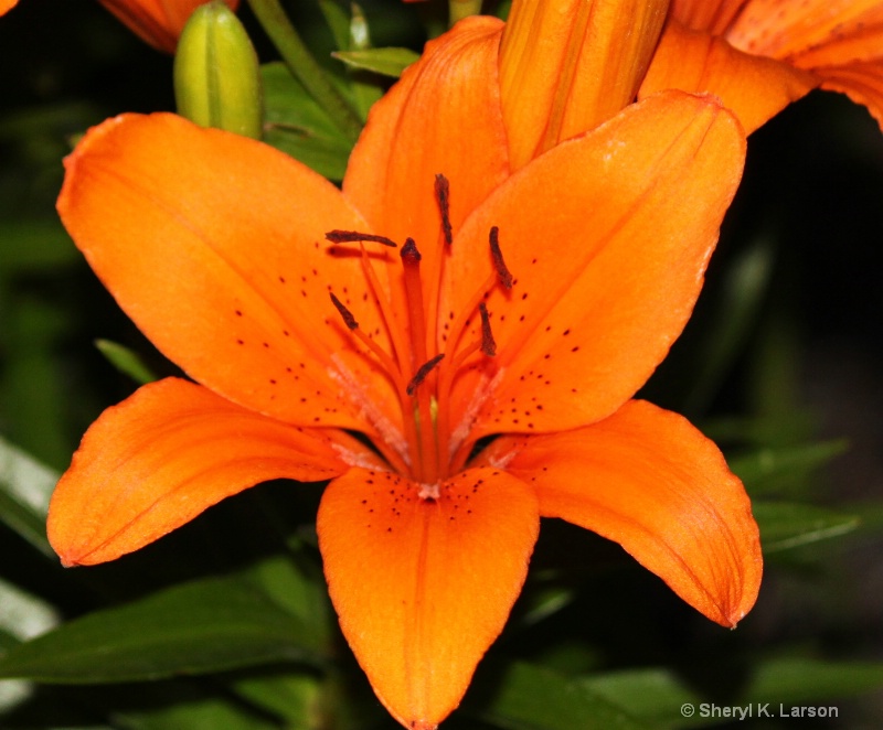 Asiatic Lilly_Light Orange - ID: 12917638 © Sheryl K. Larson