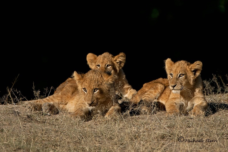 Three lion cubs waiting for mom to return