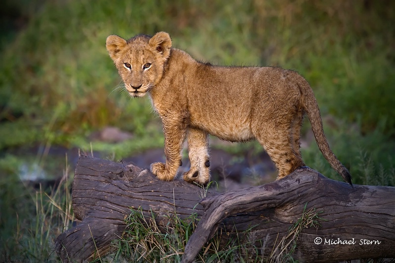 Lion cub on a tree stump