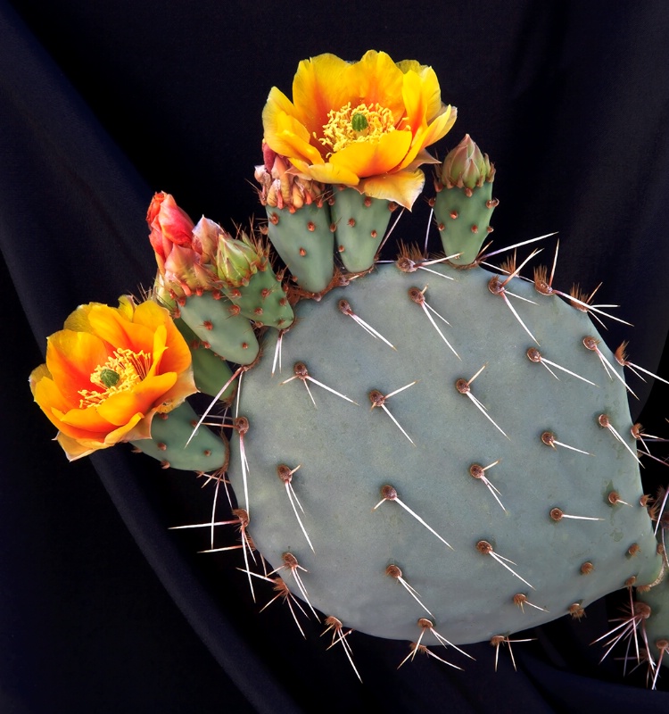 Opuntia Phaeacantha - ID: 12918344 © Patricia A. Casey