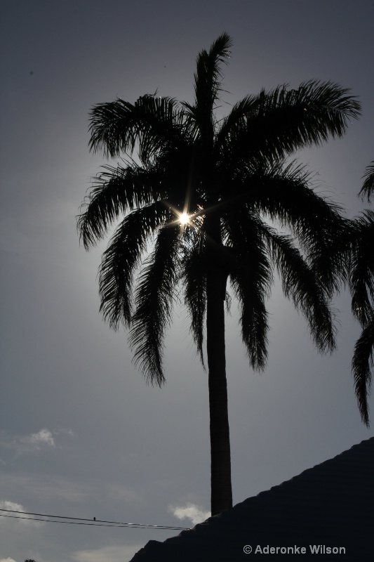 Sun and Palm