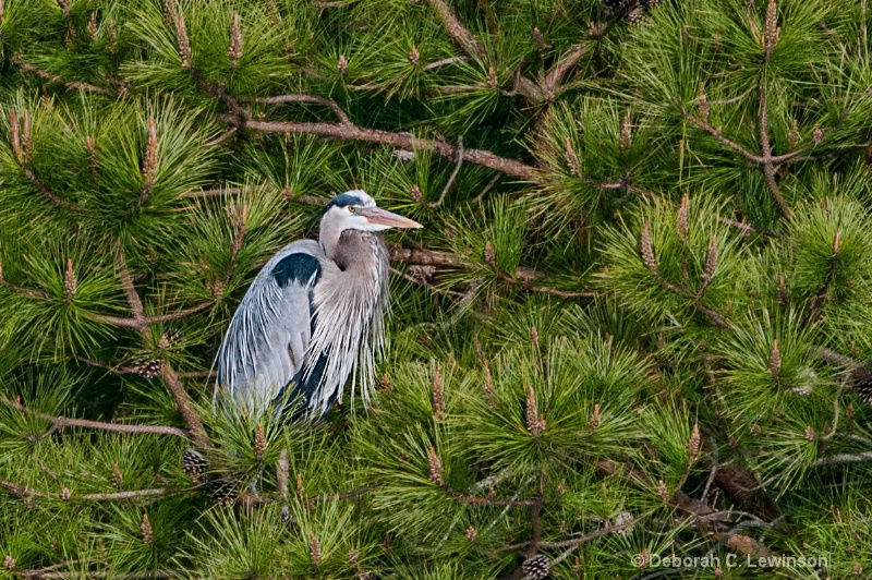 Heron in the Pines - ID: 12919082 © Deborah C. Lewinson