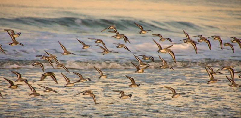 Sanderlings in Flight