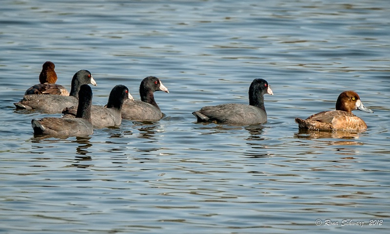 This Group of Coots is Quite a Hoot!