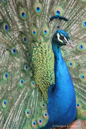 Proud Peacock