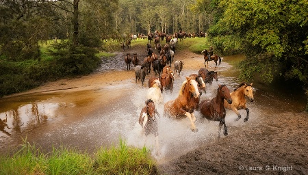 <b>Equine Pursuit:</b>