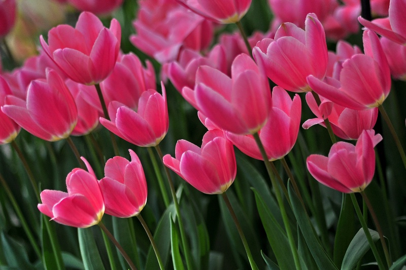 Pink Tulips - ID: 12919720 © VISHVAJIT JUIKAR