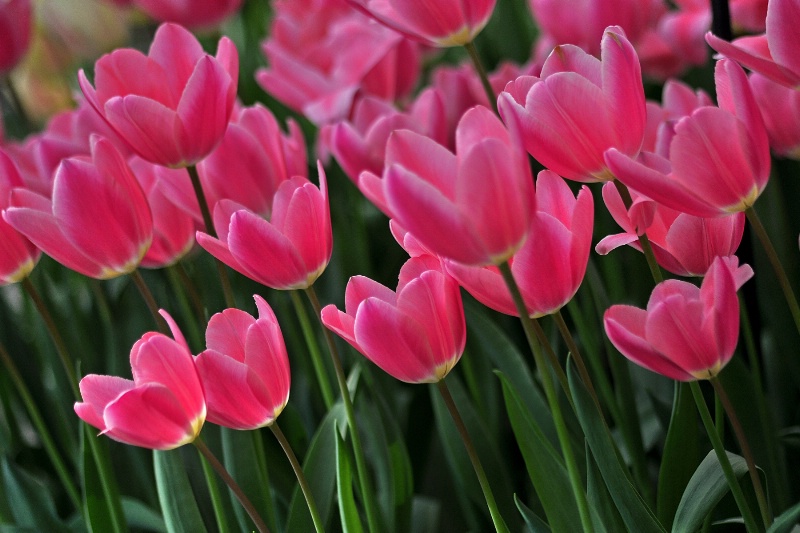 Pink Tulips