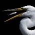 © Thomas A. Statas PhotoID # 12919763: Egret and Screaming Fish