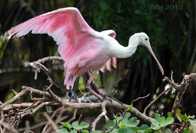 Roseate Spoonbill