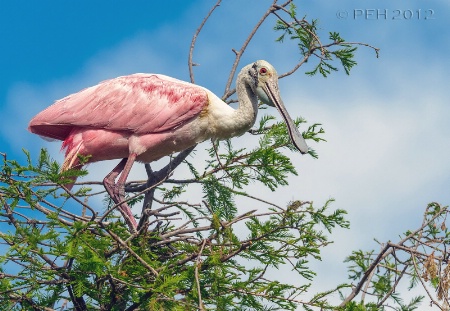 Roseate Spoonbill