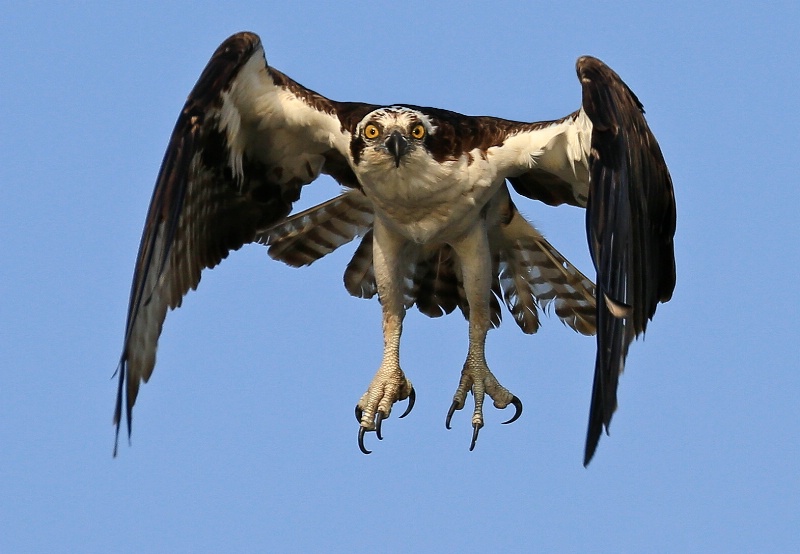 Osprey Take-Off