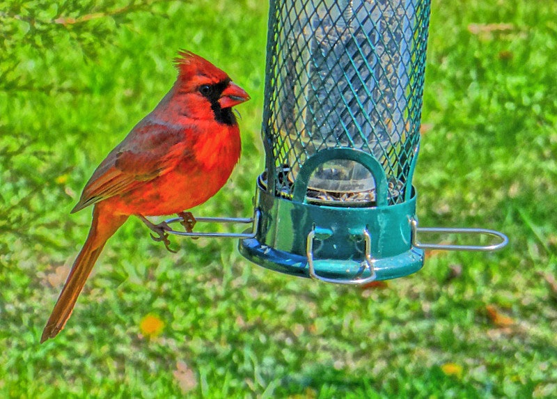 Mr. Cardinal.....