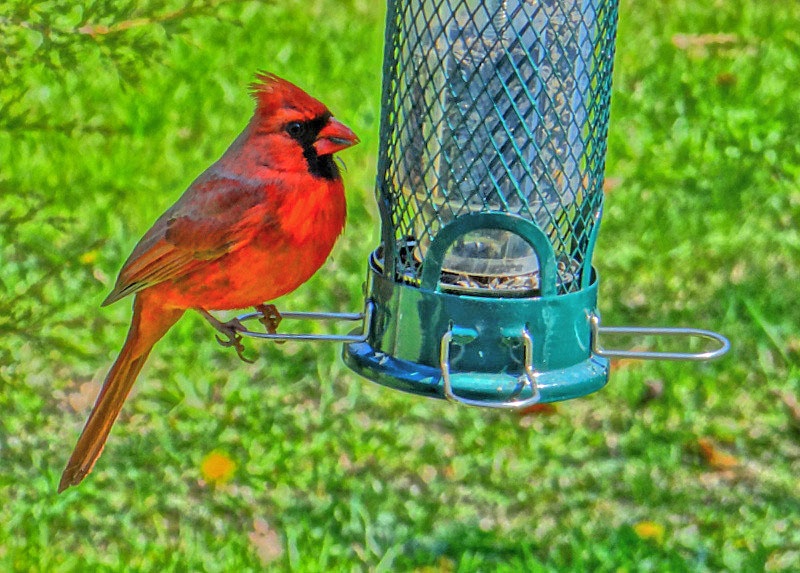 Mr. Cardinal.....