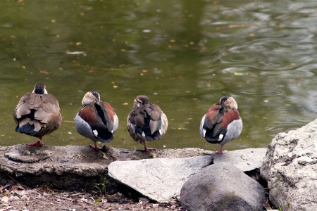 resting ducks ...