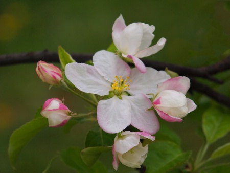 Beautiful blossom