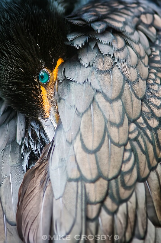 Double-crested Cormorant