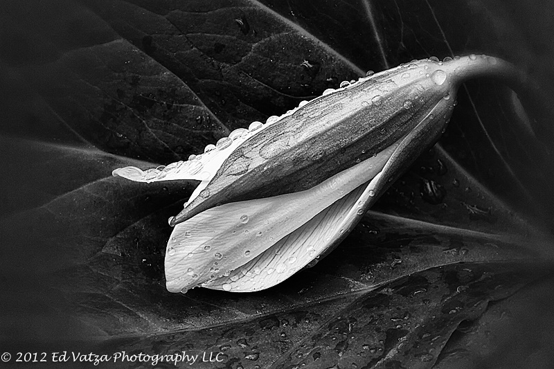 White Trillium Bud - Low Key B&W