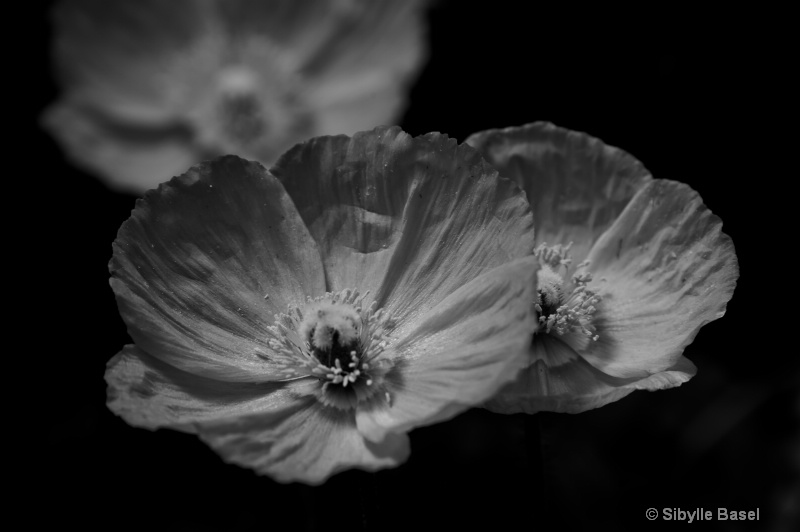 Poppy in b&w - ID: 12923606 © Sibylle Basel