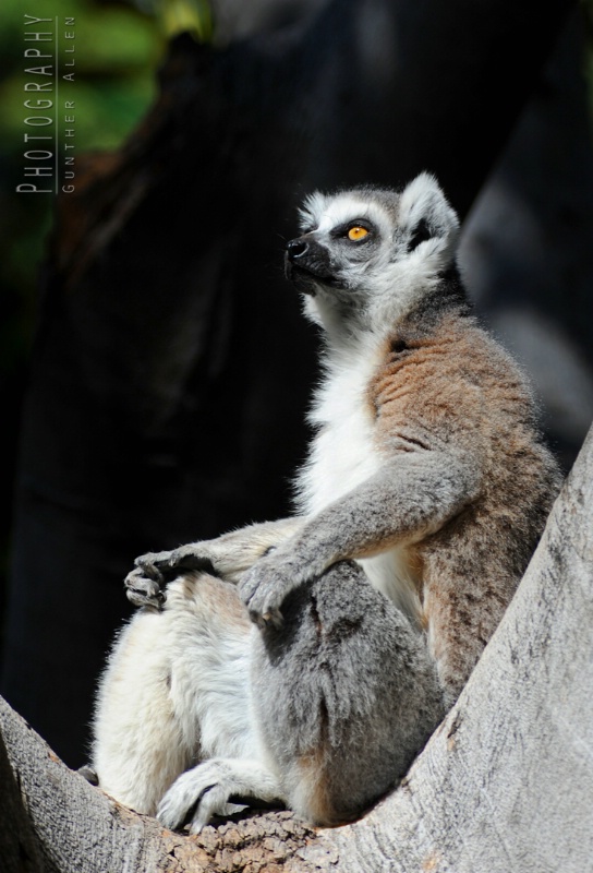 Ring-tailed Lemur Sunning 