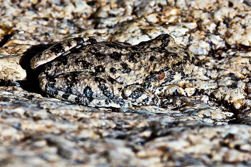 Grey Frog Catalina Mountain Creek - ID: 12924079 © John A. Roquet