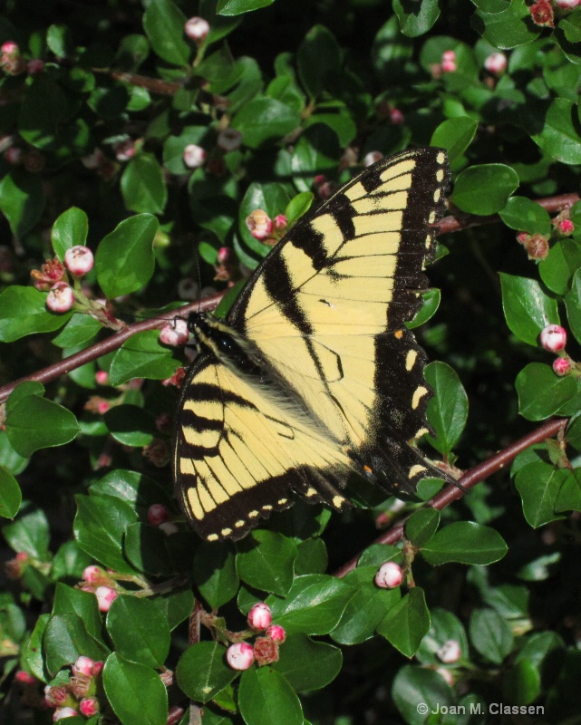 The Colors of Spring