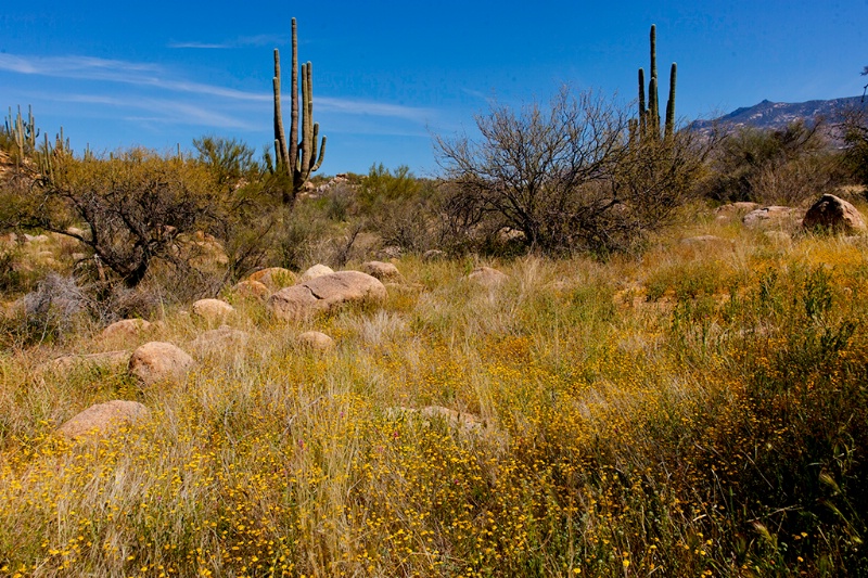 Desert Meadow in Bloom - ID: 12924368 © John A. Roquet