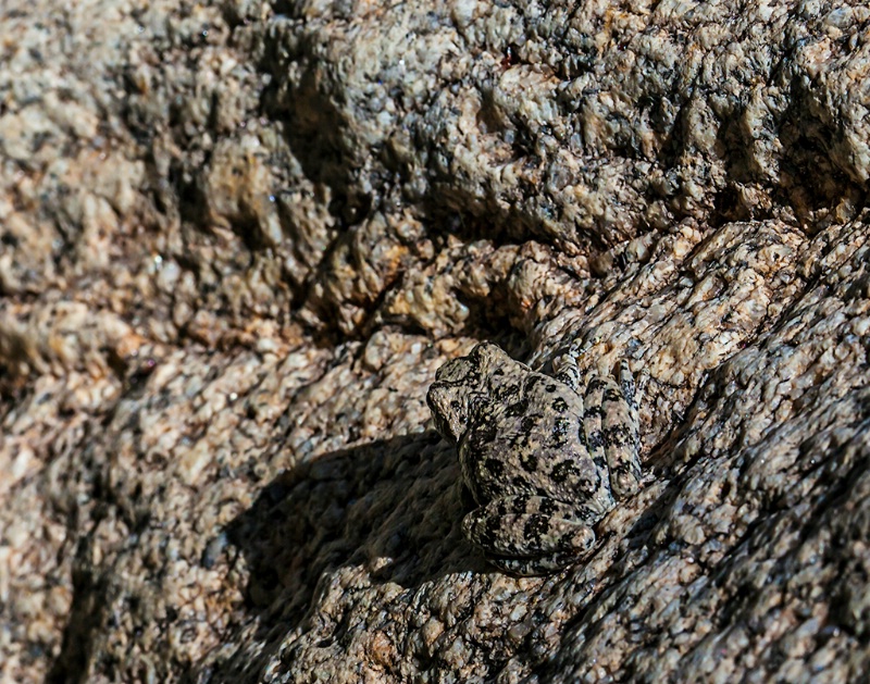 Camouflaged Frog - ID: 12924369 © John A. Roquet