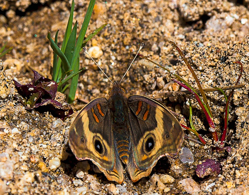 Buckeye Butterfly Sonoran Desert - ID: 12924377 © John A. Roquet