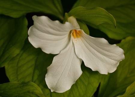 White Trillium