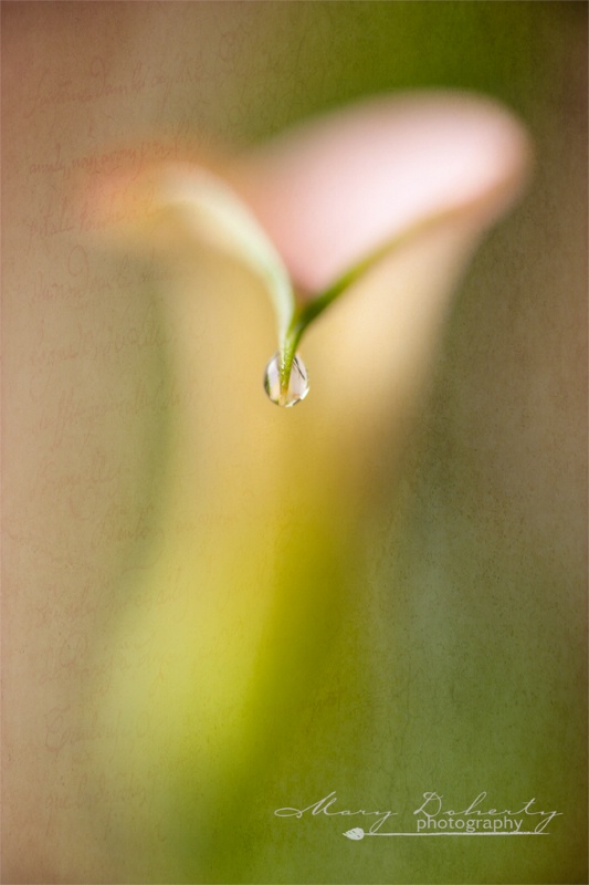 pink calla