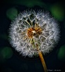  Poof.....