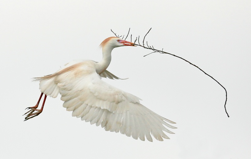 Cattle Egret with Stick
