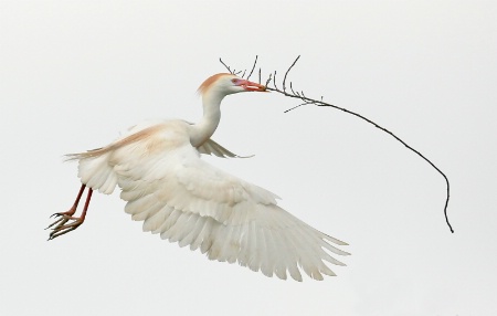 Cattle Egret with Stick