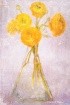 Yellow Ranunculus