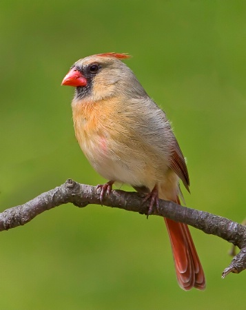 Mrs. Cardinal