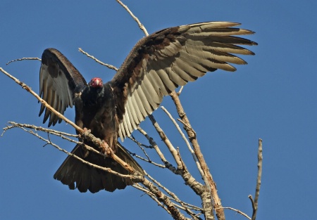 Turkey  Vulture