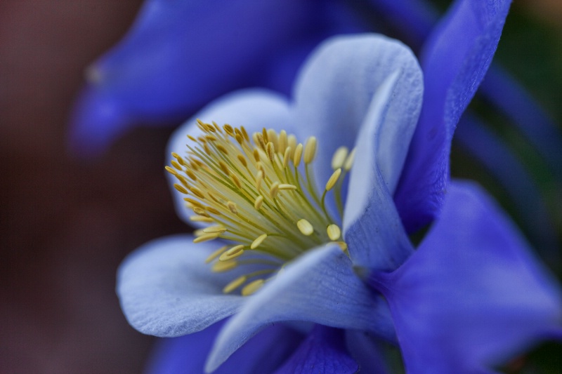 Colorado Columbine