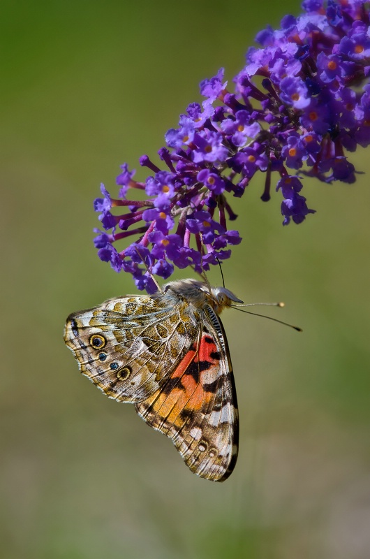 Painted Lady