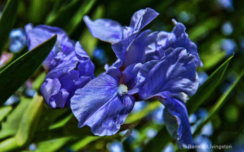 Dwarf Iris