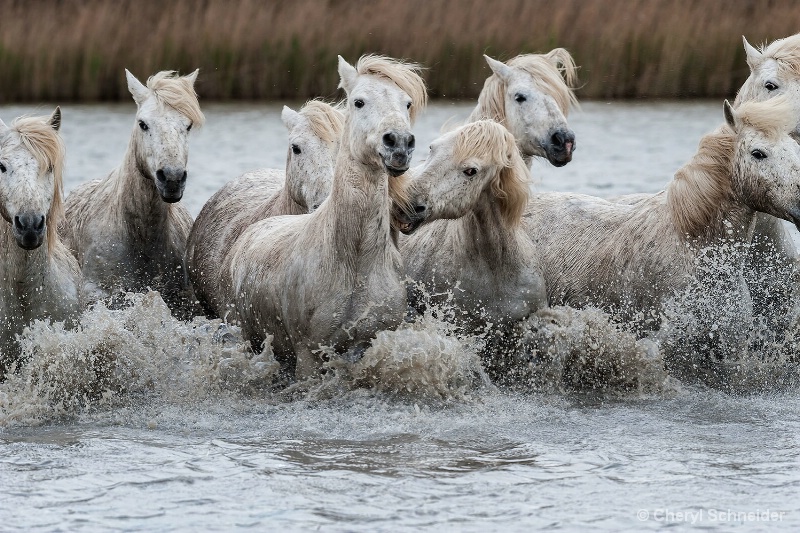 Camargue Horses 