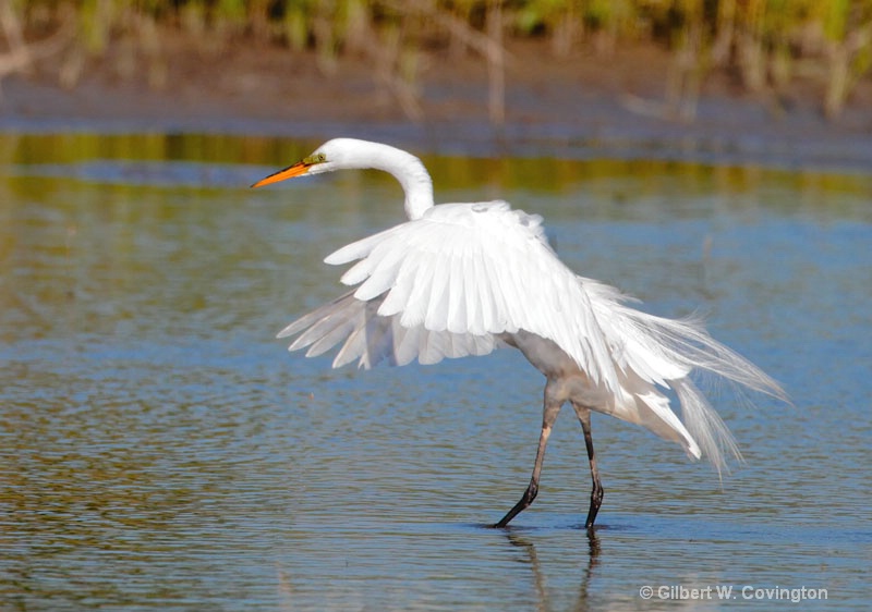 Egret  landing